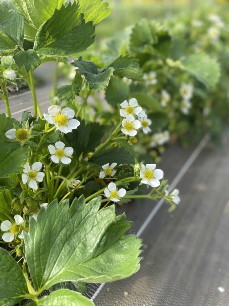 Les fraisiers sont en fleurs. Bientôt la récolte !