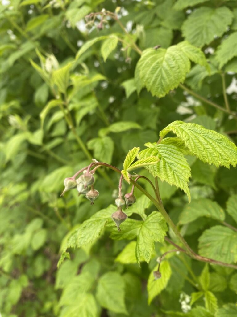 La récolte des premières framboises, c'est pour bientôt