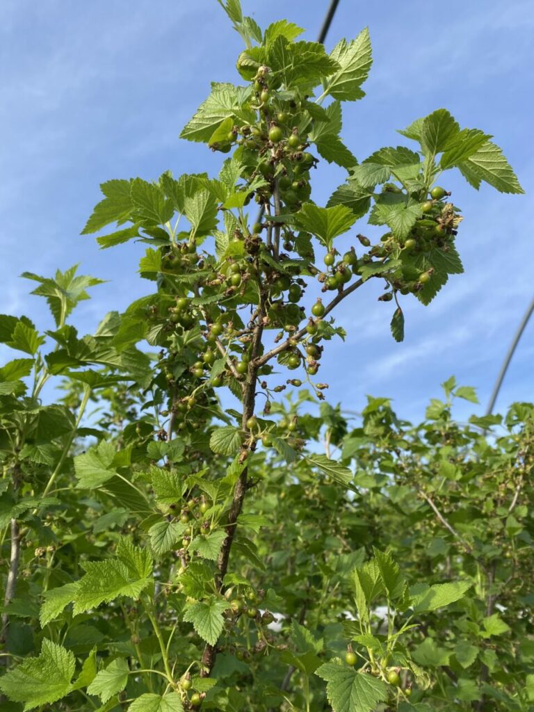 Les premiers cassis se détachent sur le bleu du ciel