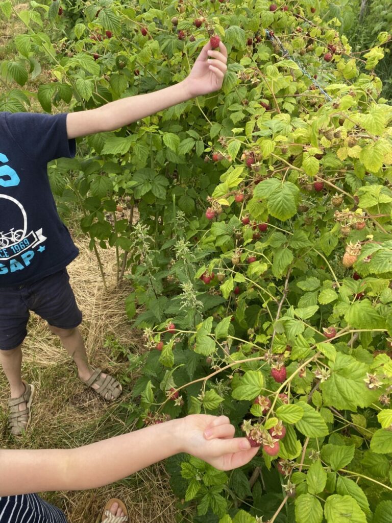 Le jour vient de se lever sur la Haute-Loire et c'est déjà l'heure de la cueillette des fruits rouges