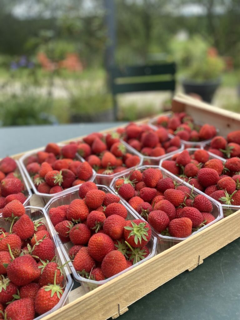 Les délicieuses fraises font de l'oeil aux passants de certains marchés de Haute-Loire