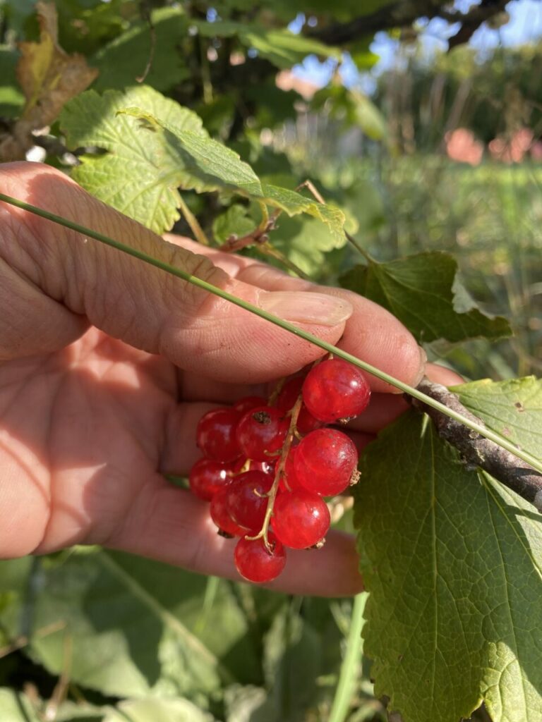 Groseilles dans la main d'un cueilleur de l'équipe Rouge Framboise