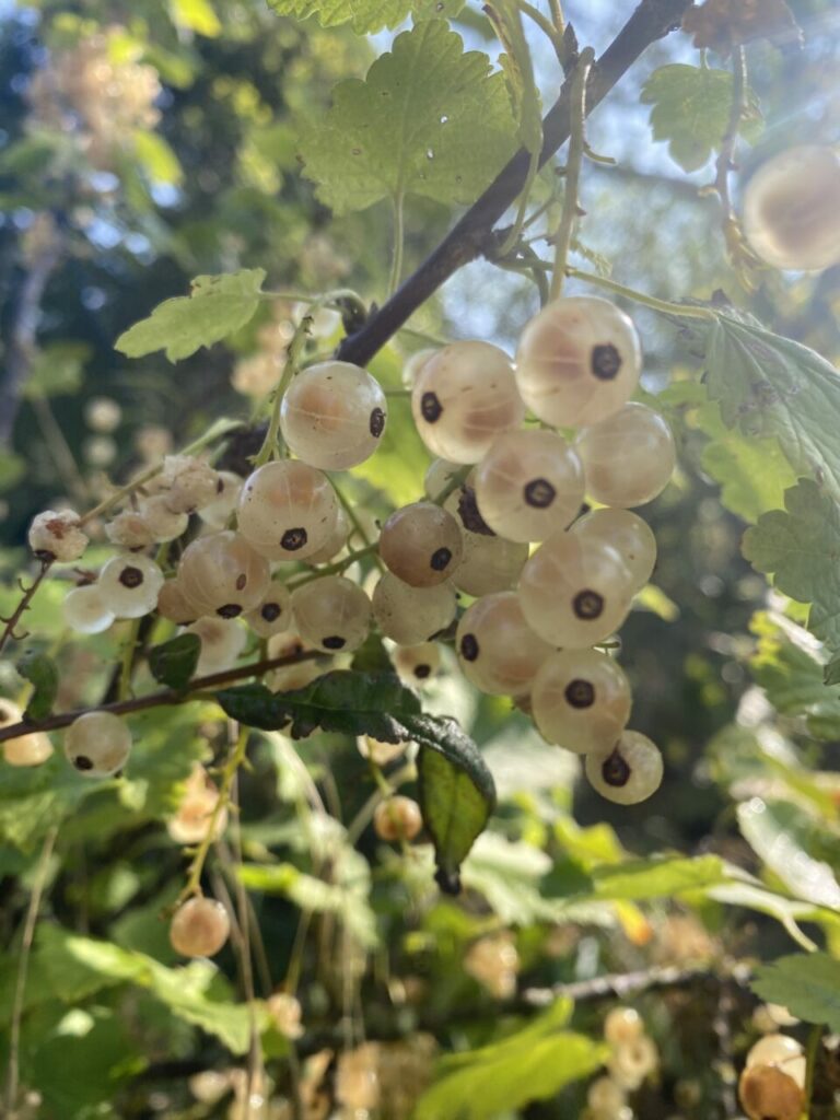 Les groseilles attendent d'être cueillies