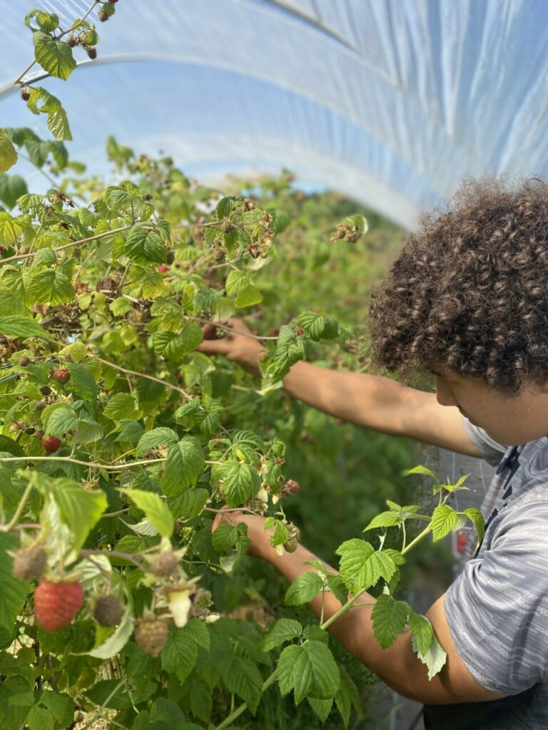 Un cueilleur de l'équipe Rouge Framboise au petit matin