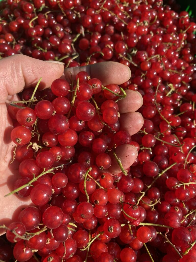 Les groseilles tout juste cueillies bientôt sur le marché