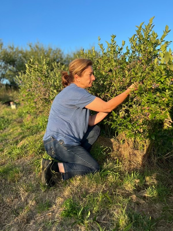 Christelle en pleine cueillette de myrtilles