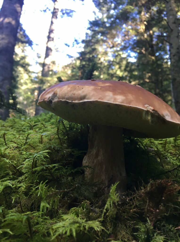 Même en automne la nature nous gâte avec les délicieux cèpes