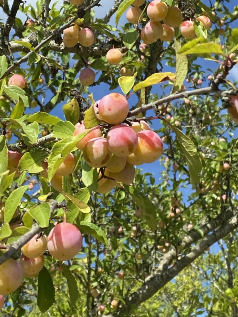 Mirabelles de maison rouge framboise gorgées de soleil