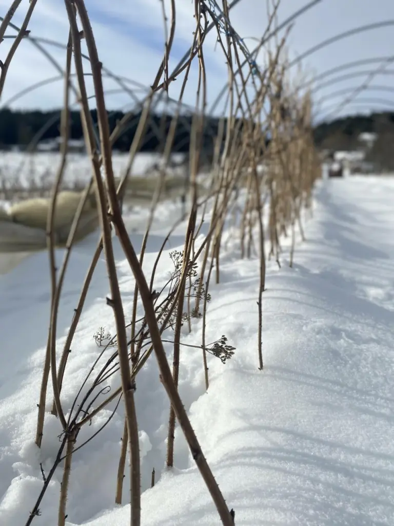 L’hiver, la saison des gourmandises 🍓🫐🥞 6 En hiver, des framboisiers au repos sous la neige