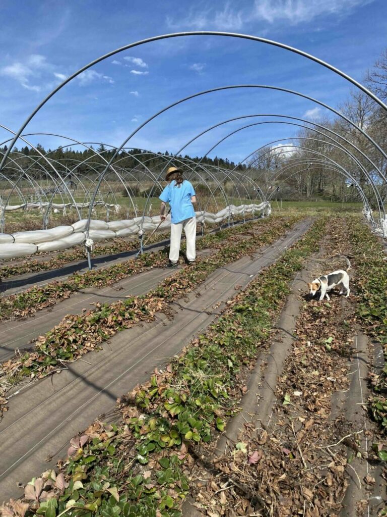 Le printemps des plantations et des cœurs 1 Rattissage des feuilles mortes sur les planches