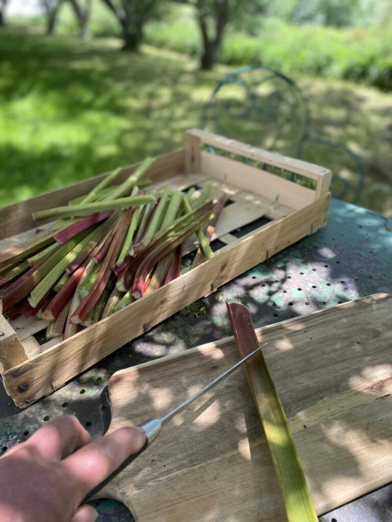 Les goûts et les bonheurs de l’été ! 4 Préparation de la rhubarbe fraîchement coupée