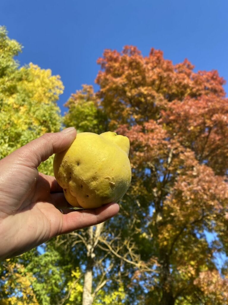 1000 façons de déguster nos fruits 3 Main tenant un coing devant un arbre en automne