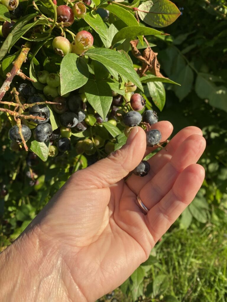 1000 façons de déguster nos fruits 2 Myrtilles sur la branche dans la main