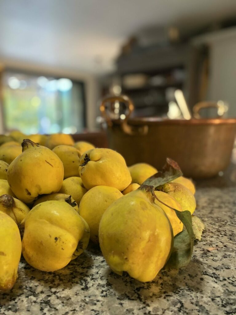 1000 façons de déguster nos fruits 6 Une belle cueillette de coing juste avant la cuisson