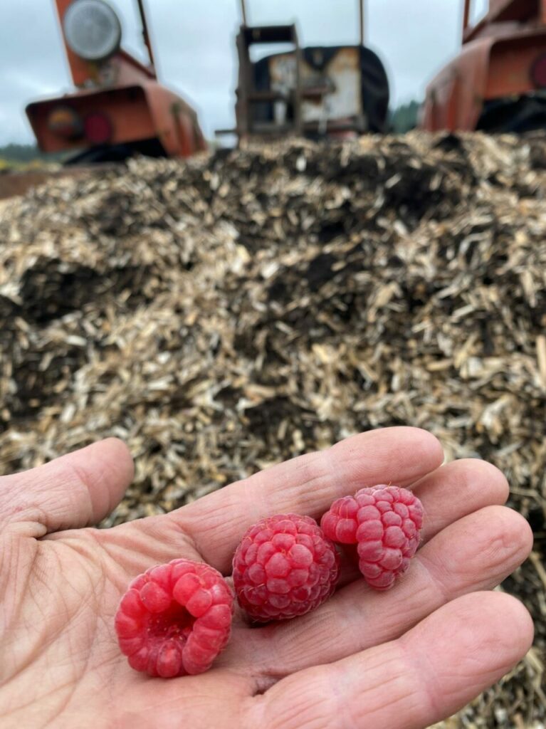 Mais pourquoi nourrir les sols ? 6 Framboises tenues par une main main devant un tas de paillis