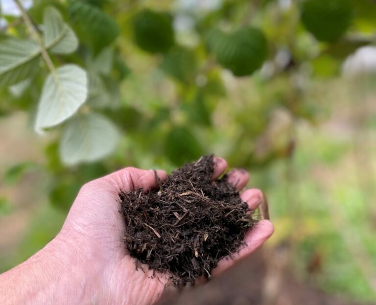 Paillis dans la main en haute loire