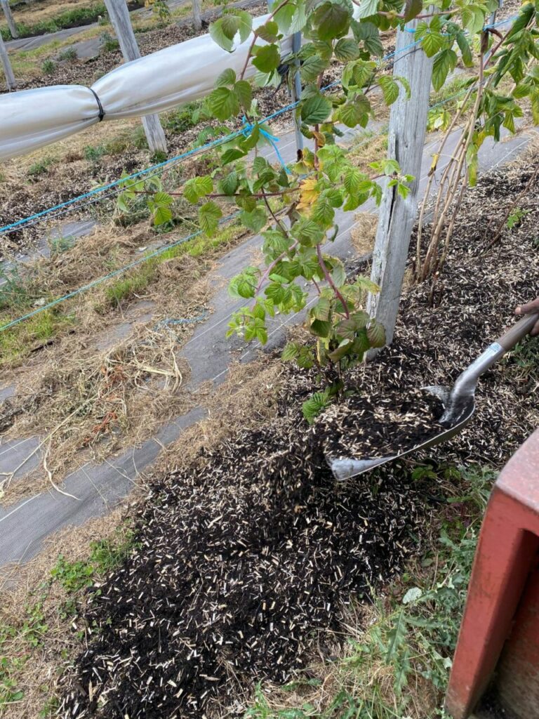 Mais pourquoi nourrir les sols ? 4 Paillis déposé à la pelle au pied d'un framboisier Maison Rouoge Framboise