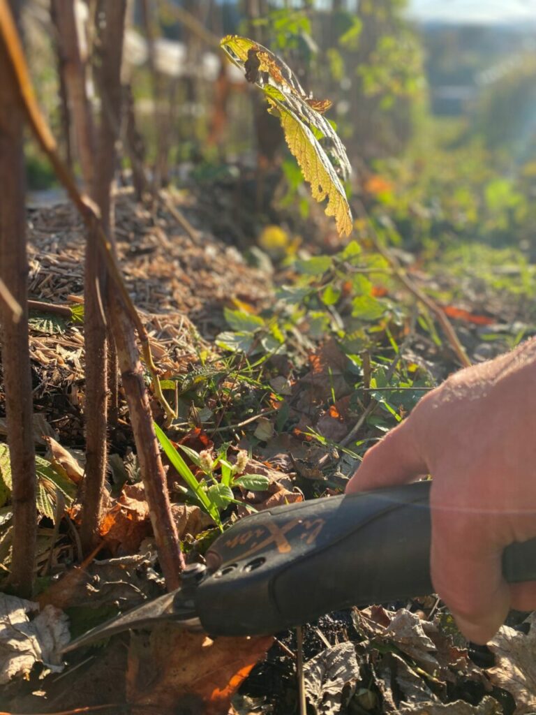 Mais pourquoi nourrir les sols ? 2 On taille les framboisiers à la main