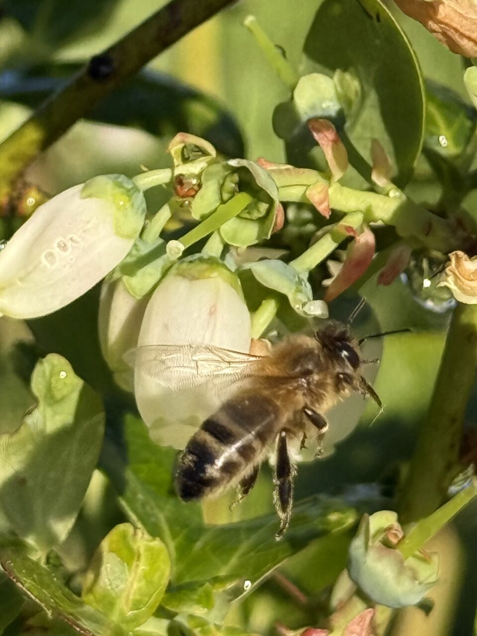 Une abeille qui butine est un insecte au travail