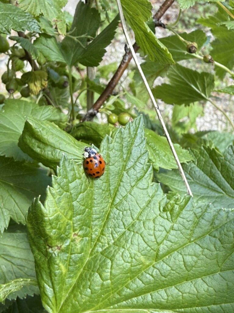 Coccinnelle, un insecte qui se promène sur feuille de cassissier