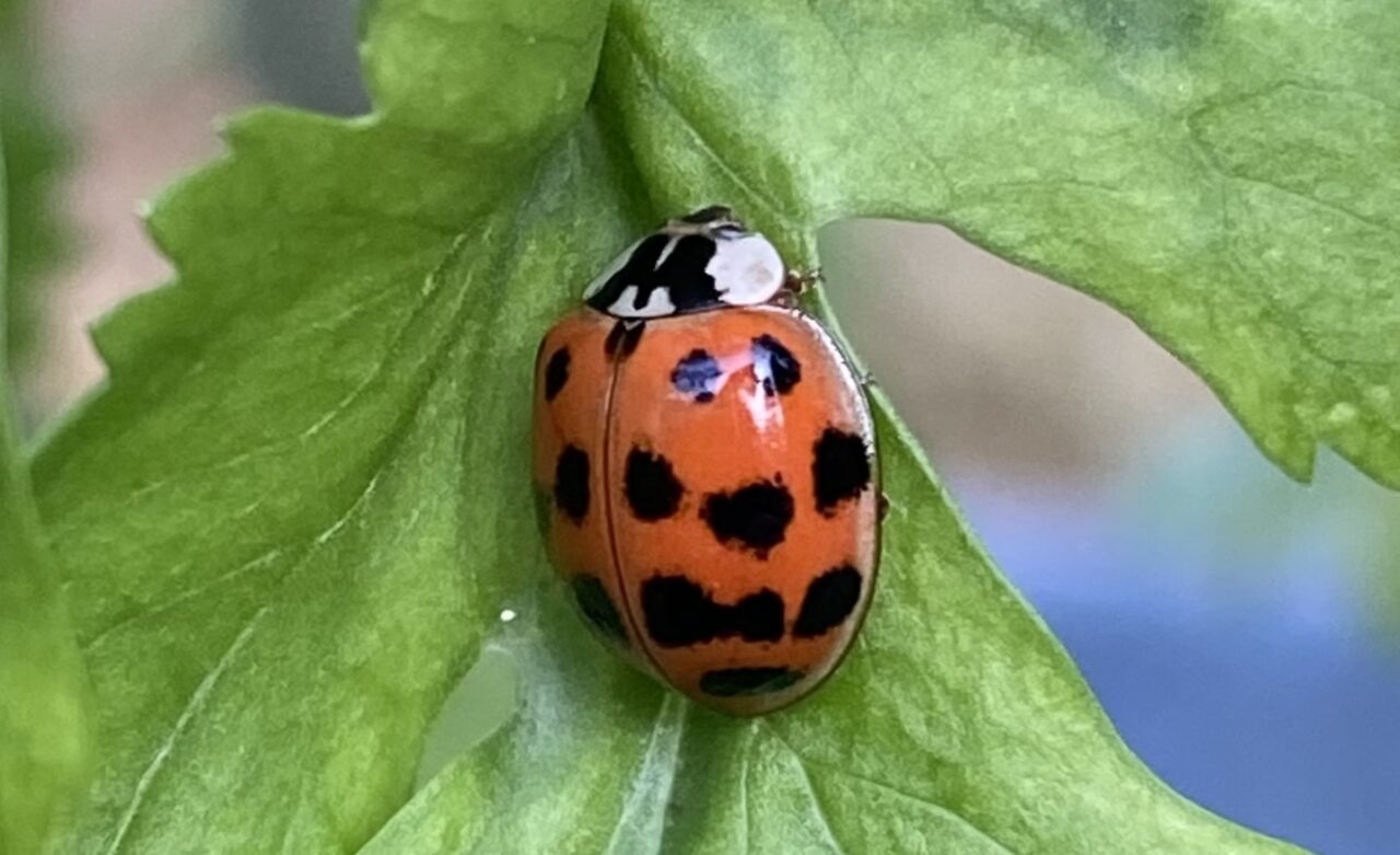 Les insectes, nos alliés ! 2 Coccinelle sur une feuille un insecte utile au jardin