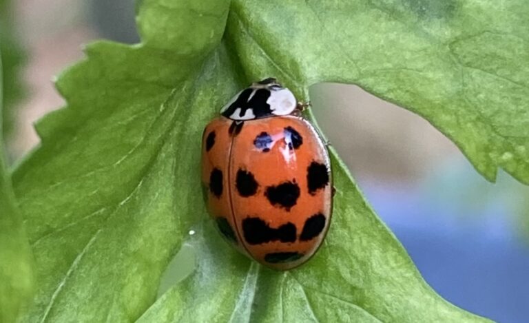 Coccinelle sur une feuille un insecte utile au jardin