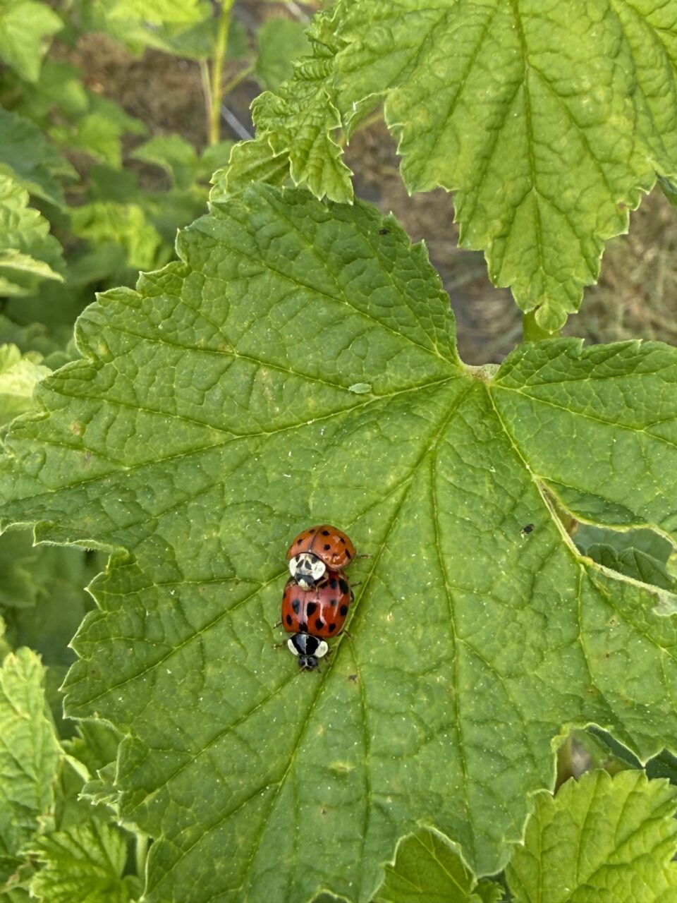 Coccinnelles faisant l'amour sur une feuille