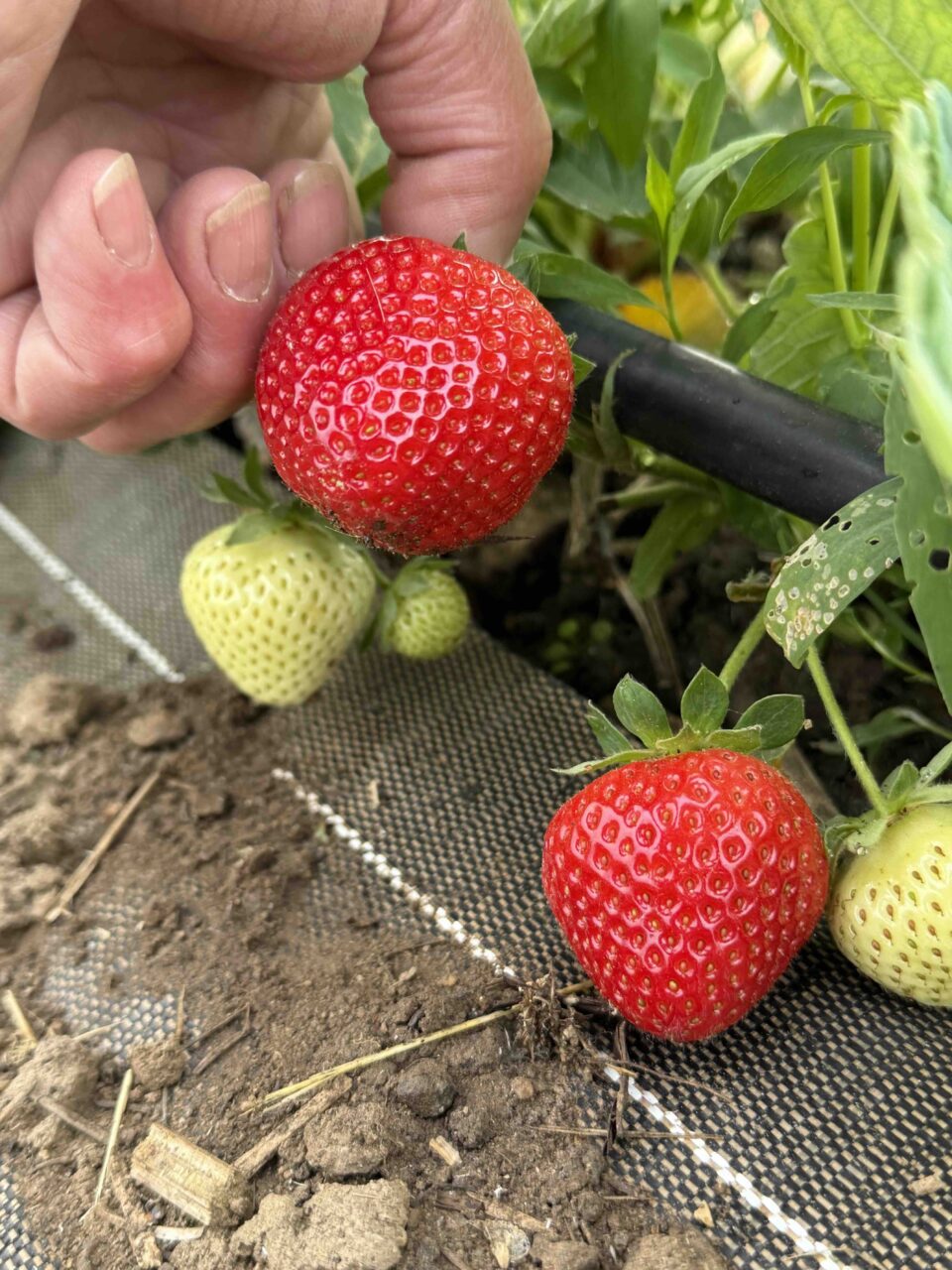 Une fraise mûre à point en cours de cueillette