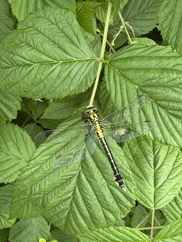 Un autre insecte, la libellule ailes ouvertes sur une feuille, un