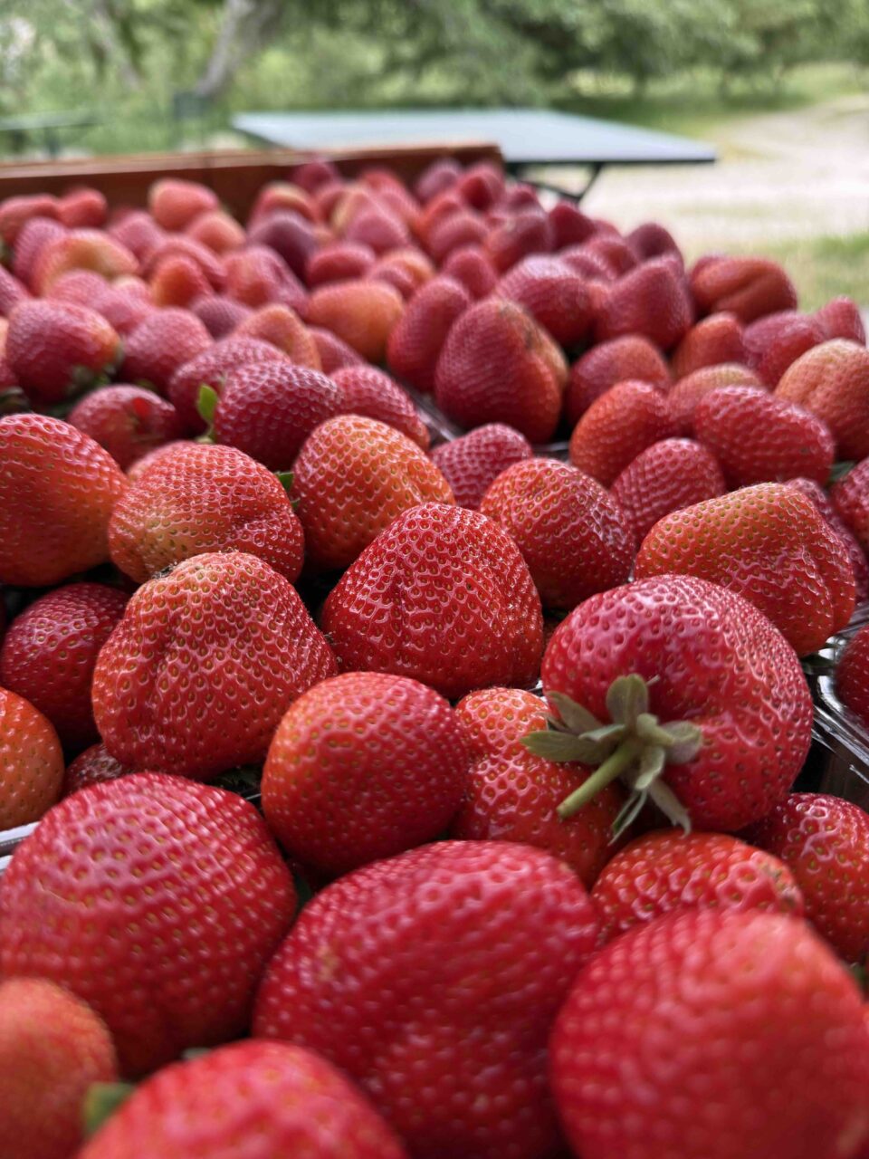 Nos fraises fraîchement cueillies sont rouges comme des bonbons