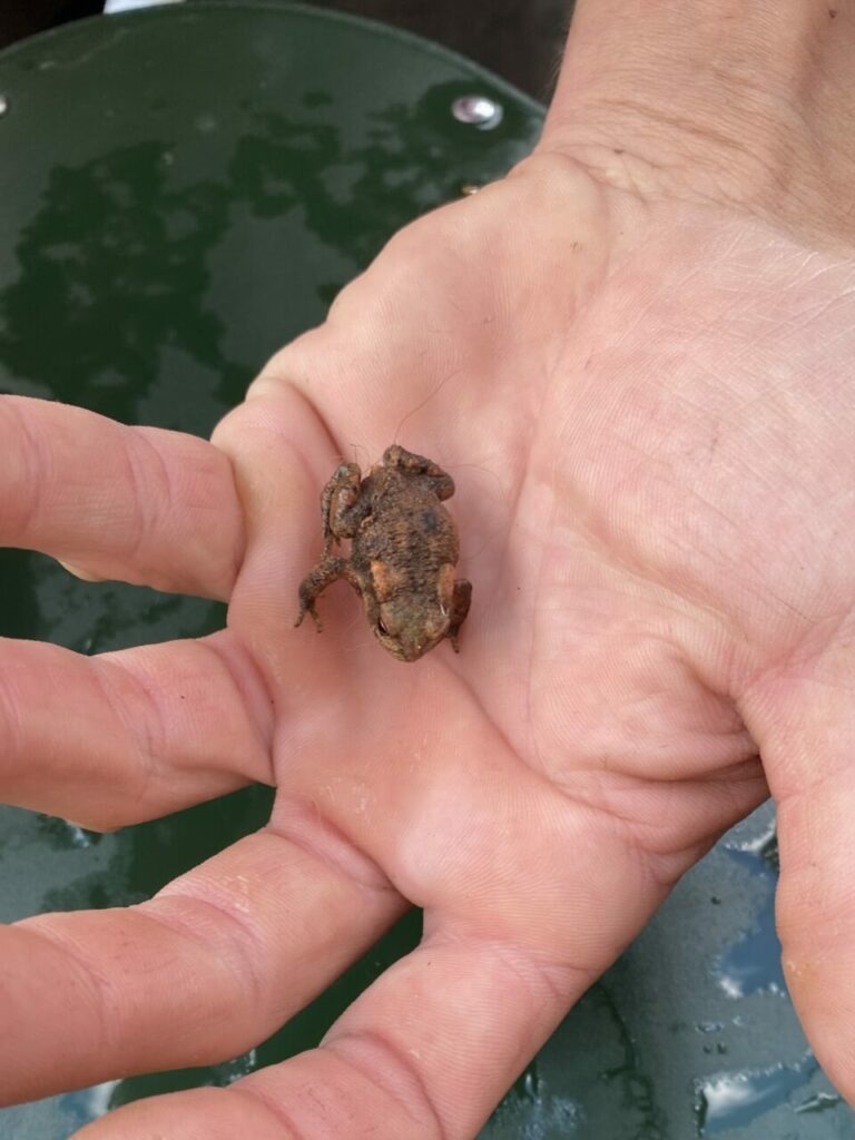 Petit e grenouille dans une main