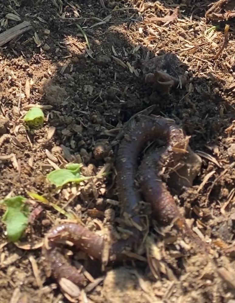 Le ver, l'insecte des profondeurs