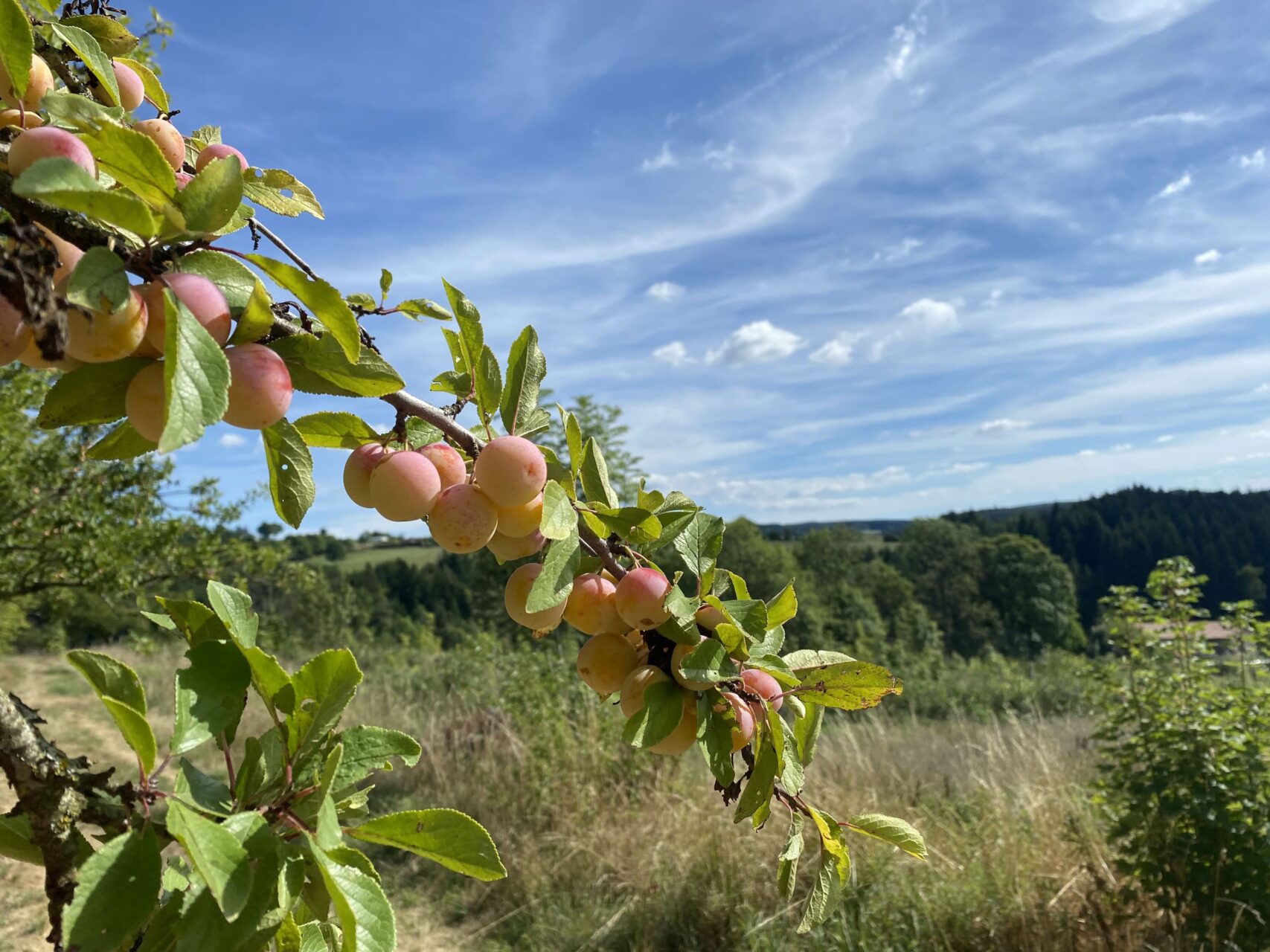 Accueil 18 Branche de mirabellier sur fond de ciel bleu