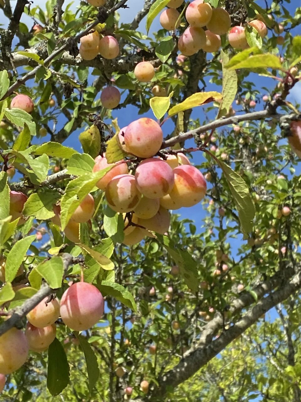 Mirabelles sur son arbre avant la cueillette