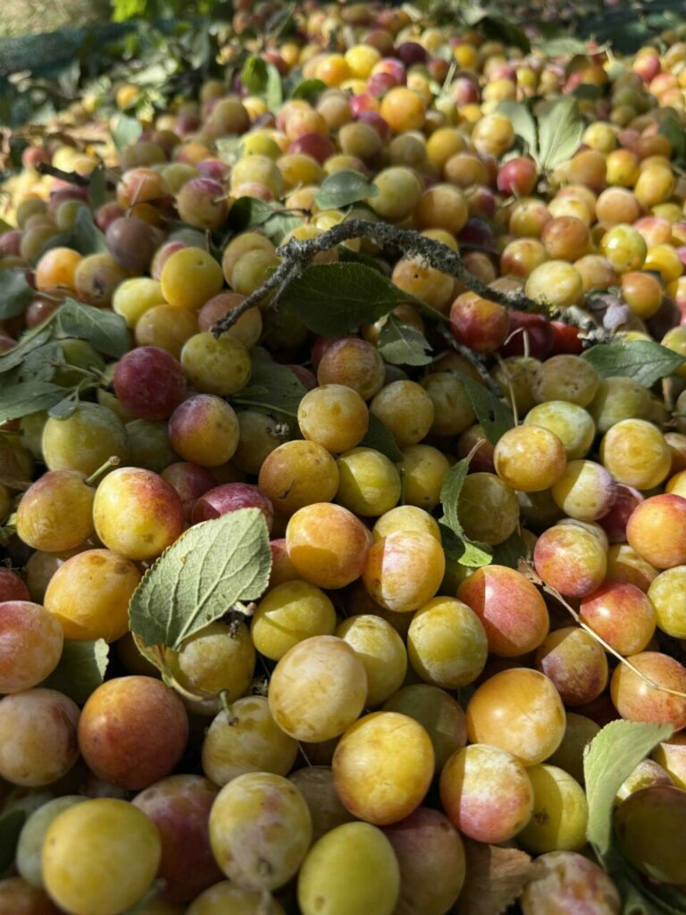 Mirabelles sur le sol lors de la cueillette