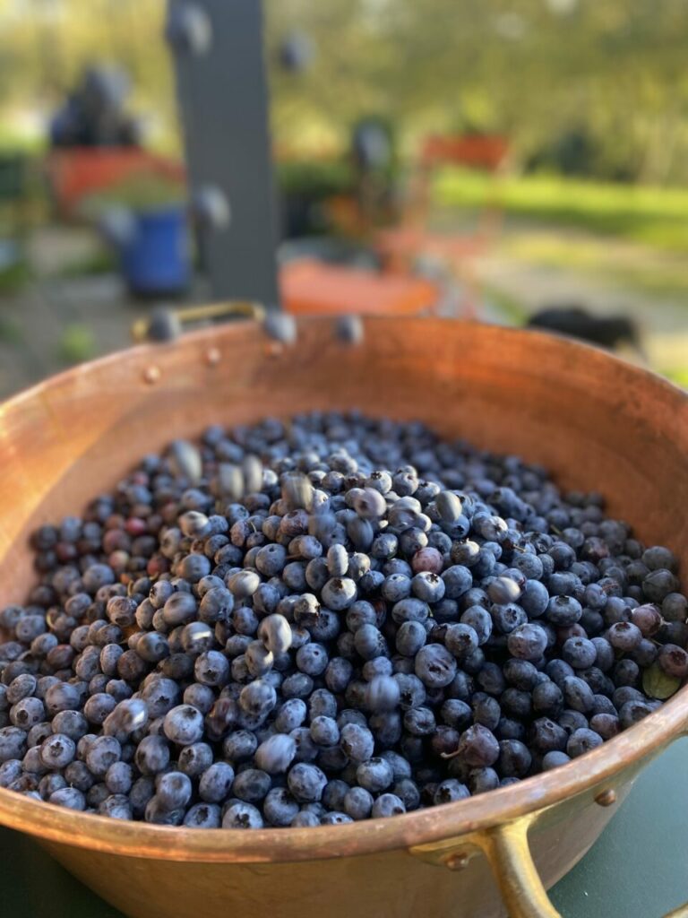 Myrtilles du jardin prêtes pour la cuisson dans un chaudon en cuivre