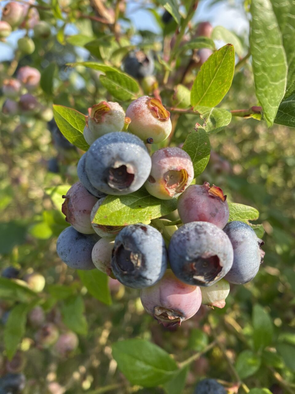 Myrtilles du jardin vues de près sur le myrtillier