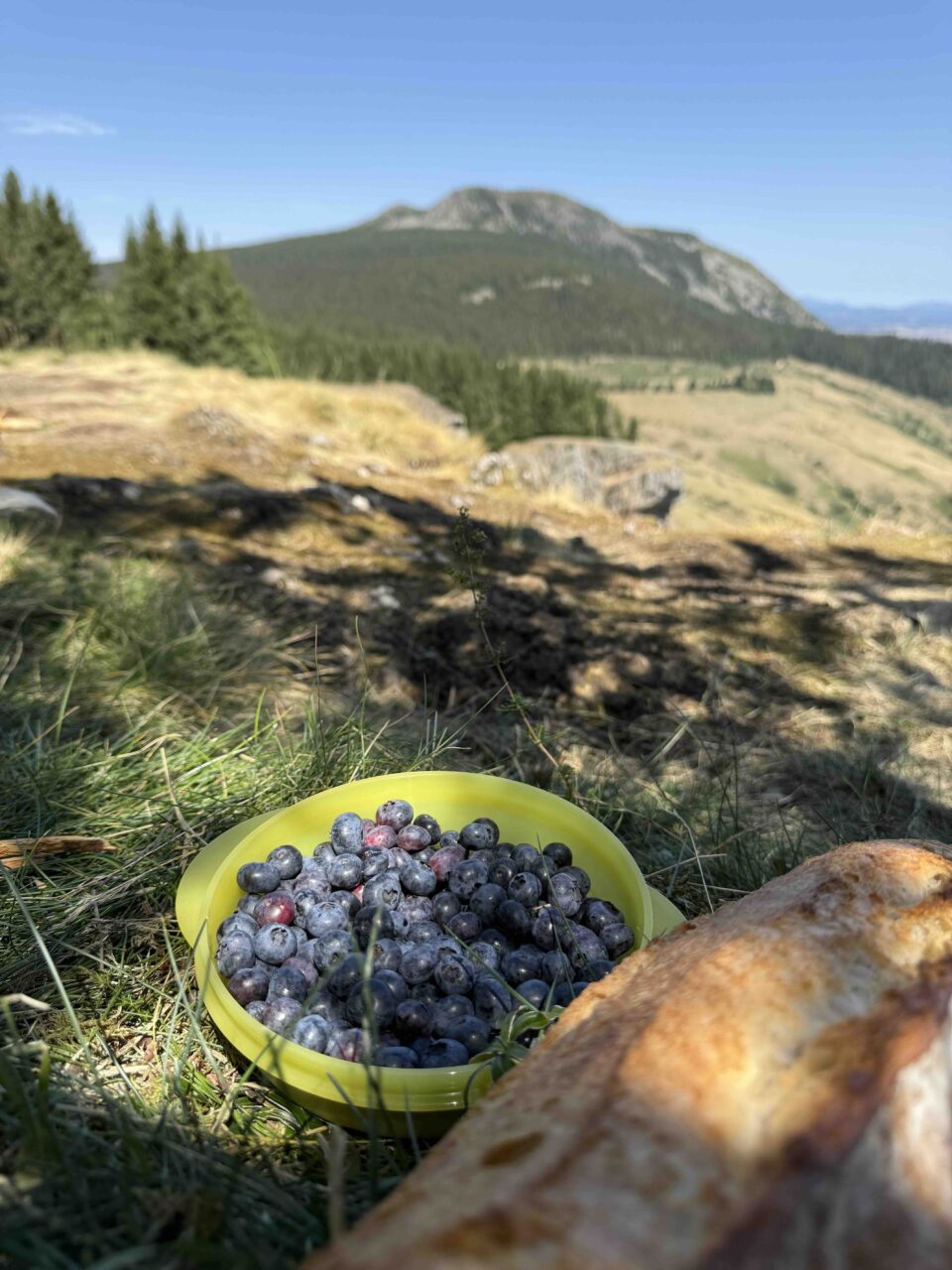 Pique nique avec des myrtilles du jardin au dessert