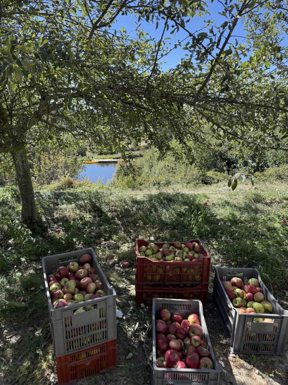 Caisses de pommes sous un pommier