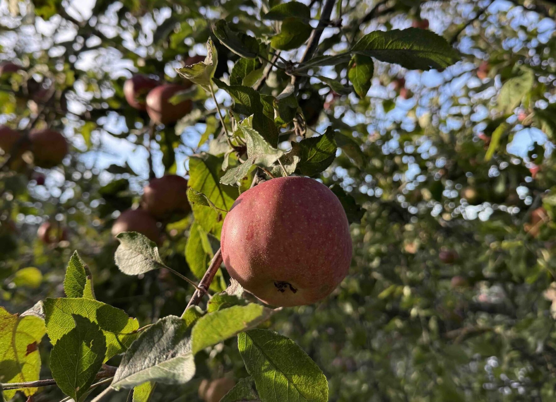 Pomme sur un arbre au soleil