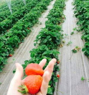 Récolte de fraises à la ferme