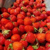 Récolte de fraises de Haute Loire